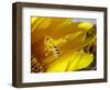 A Bee Covered with Yellow Pollen Approaches the Blossom of a Sunflower July 28, 2004 in Walschleben-null-Framed Photographic Print