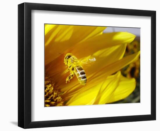 A Bee Covered with Yellow Pollen Approaches the Blossom of a Sunflower July 28, 2004 in Walschleben-null-Framed Photographic Print