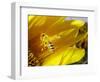 A Bee Covered with Yellow Pollen Approaches the Blossom of a Sunflower July 28, 2004 in Walschleben-null-Framed Photographic Print