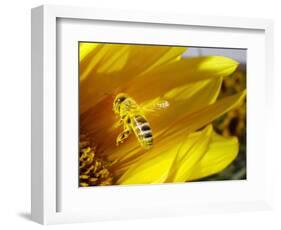 A Bee Covered with Yellow Pollen Approaches the Blossom of a Sunflower July 28, 2004 in Walschleben-null-Framed Photographic Print