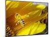 A Bee Covered with Yellow Pollen Approaches the Blossom of a Sunflower July 28, 2004 in Walschleben-null-Mounted Photographic Print