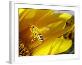 A Bee Covered with Yellow Pollen Approaches the Blossom of a Sunflower July 28, 2004 in Walschleben-null-Framed Photographic Print