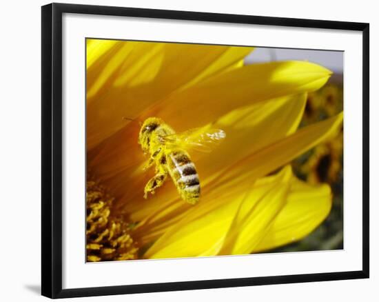 A Bee Covered with Yellow Pollen Approaches the Blossom of a Sunflower July 28, 2004 in Walschleben-null-Framed Photographic Print