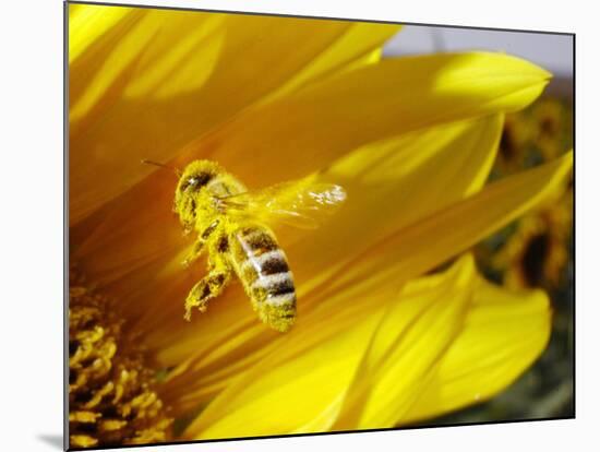 A Bee Covered with Yellow Pollen Approaches the Blossom of a Sunflower July 28, 2004 in Walschleben-null-Mounted Photographic Print