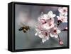A Bee Hovers in Front of a Blossom of a Plum Tree-null-Framed Stretched Canvas