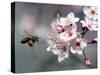 A Bee Hovers in Front of a Blossom of a Plum Tree-null-Stretched Canvas