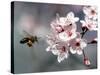 A Bee Hovers in Front of a Blossom of a Plum Tree-null-Stretched Canvas