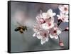 A Bee Hovers in Front of a Blossom of a Plum Tree-null-Framed Stretched Canvas