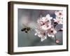 A Bee Hovers in Front of a Blossom of a Plum Tree-null-Framed Premium Photographic Print