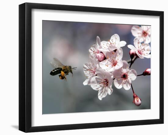 A Bee Hovers in Front of a Blossom of a Plum Tree-null-Framed Premium Photographic Print