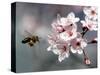 A Bee Hovers in Front of a Blossom of a Plum Tree-null-Stretched Canvas