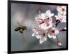 A Bee Hovers in Front of a Blossom of a Plum Tree-null-Framed Photographic Print