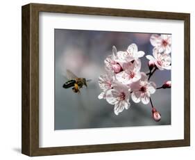 A Bee Hovers in Front of a Blossom of a Plum Tree-null-Framed Photographic Print