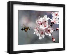 A Bee Hovers in Front of a Blossom of a Plum Tree-null-Framed Photographic Print