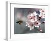 A Bee Hovers in Front of a Blossom of a Plum Tree-null-Framed Photographic Print