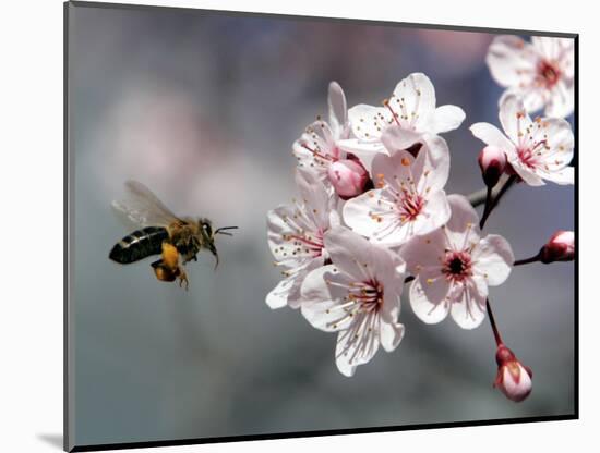 A Bee Hovers in Front of a Blossom of a Plum Tree-null-Mounted Photographic Print