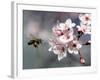 A Bee Hovers in Front of a Blossom of a Plum Tree-null-Framed Photographic Print