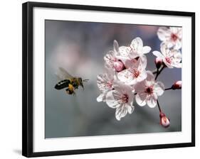 A Bee Hovers in Front of a Blossom of a Plum Tree-null-Framed Photographic Print