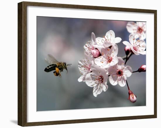 A Bee Hovers in Front of a Blossom of a Plum Tree-null-Framed Photographic Print