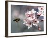 A Bee Hovers in Front of a Blossom of a Plum Tree-null-Framed Photographic Print