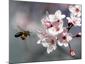 A Bee Hovers in Front of a Blossom of a Plum Tree-null-Mounted Photographic Print