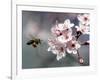 A Bee Hovers in Front of a Blossom of a Plum Tree-null-Framed Photographic Print