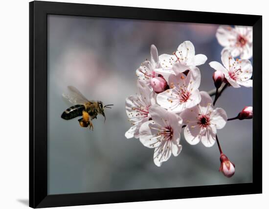 A Bee Hovers in Front of a Blossom of a Plum Tree-null-Framed Photographic Print