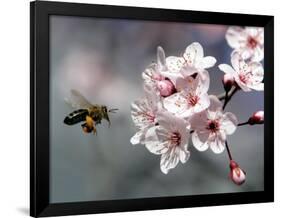 A Bee Hovers in Front of a Blossom of a Plum Tree-null-Framed Photographic Print