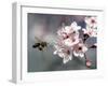 A Bee Hovers in Front of a Blossom of a Plum Tree-null-Framed Photographic Print