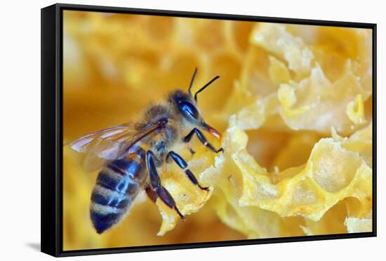 A Bee on A Honeycomb-mady70-Framed Stretched Canvas