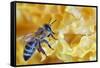 A Bee on A Honeycomb-mady70-Framed Stretched Canvas