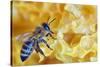 A Bee on A Honeycomb-mady70-Stretched Canvas