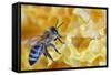 A Bee on A Honeycomb-mady70-Framed Stretched Canvas