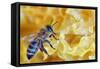 A Bee on A Honeycomb-mady70-Framed Stretched Canvas