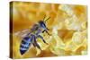 A Bee on A Honeycomb-mady70-Stretched Canvas