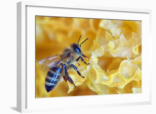 A Bee on A Honeycomb-mady70-Framed Photographic Print