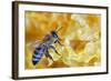 A Bee on A Honeycomb-mady70-Framed Photographic Print