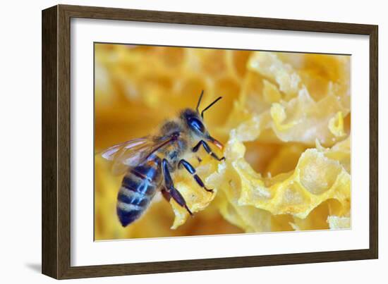 A Bee on A Honeycomb-mady70-Framed Photographic Print