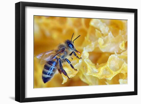 A Bee on A Honeycomb-mady70-Framed Photographic Print