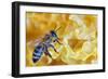 A Bee on A Honeycomb-mady70-Framed Photographic Print