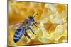 A Bee on A Honeycomb-mady70-Mounted Photographic Print