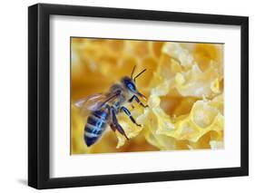 A Bee on A Honeycomb-mady70-Framed Photographic Print