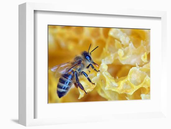 A Bee on A Honeycomb-mady70-Framed Photographic Print