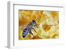 A Bee on A Honeycomb-mady70-Framed Photographic Print