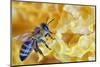 A Bee on A Honeycomb-mady70-Mounted Photographic Print