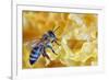 A Bee on A Honeycomb-mady70-Framed Photographic Print