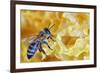 A Bee on A Honeycomb-mady70-Framed Photographic Print