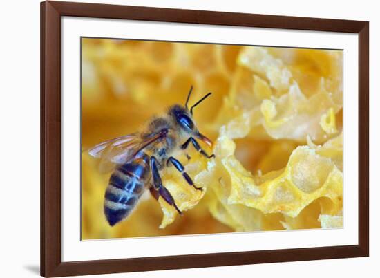 A Bee on A Honeycomb-mady70-Framed Photographic Print