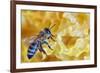 A Bee on A Honeycomb-mady70-Framed Photographic Print