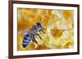 A Bee on A Honeycomb-mady70-Framed Photographic Print